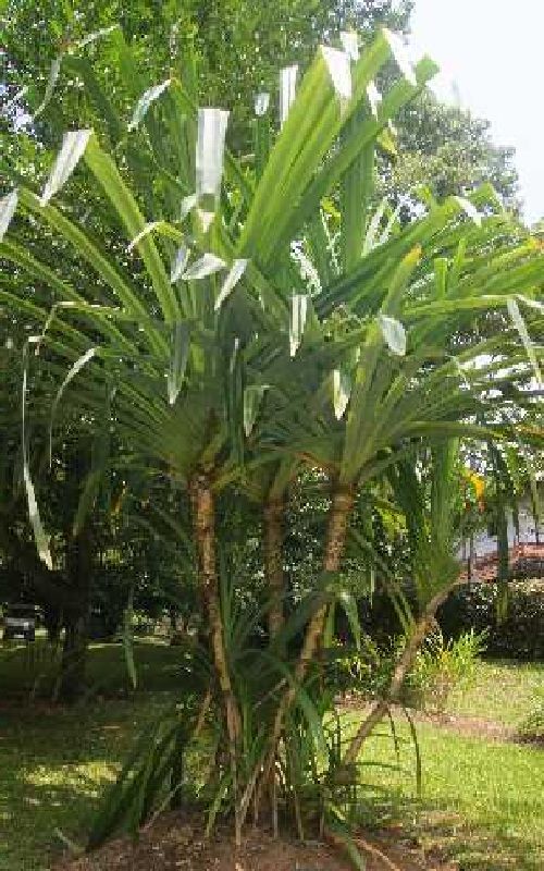 FRAGRANT PANDAN UNIQUE SPICE PLANT Pandanus Amaryllifolius Small Pot